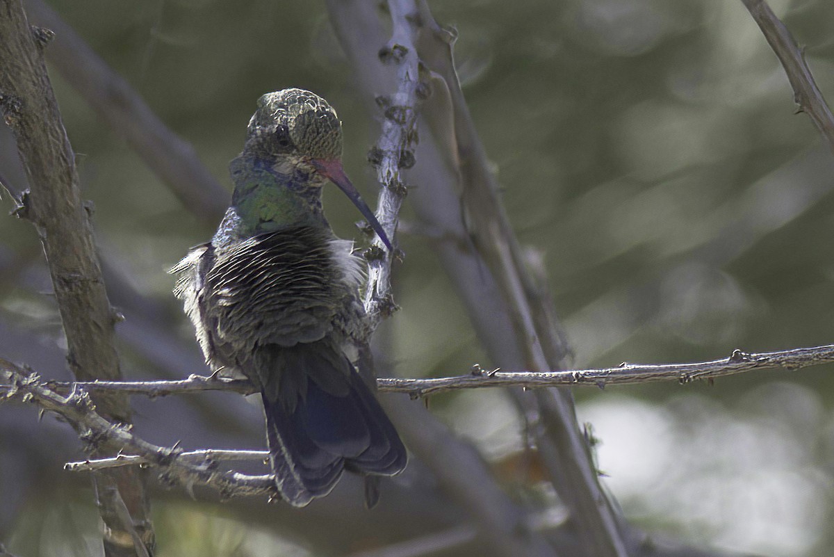 Broad-billed Hummingbird - ML620131264