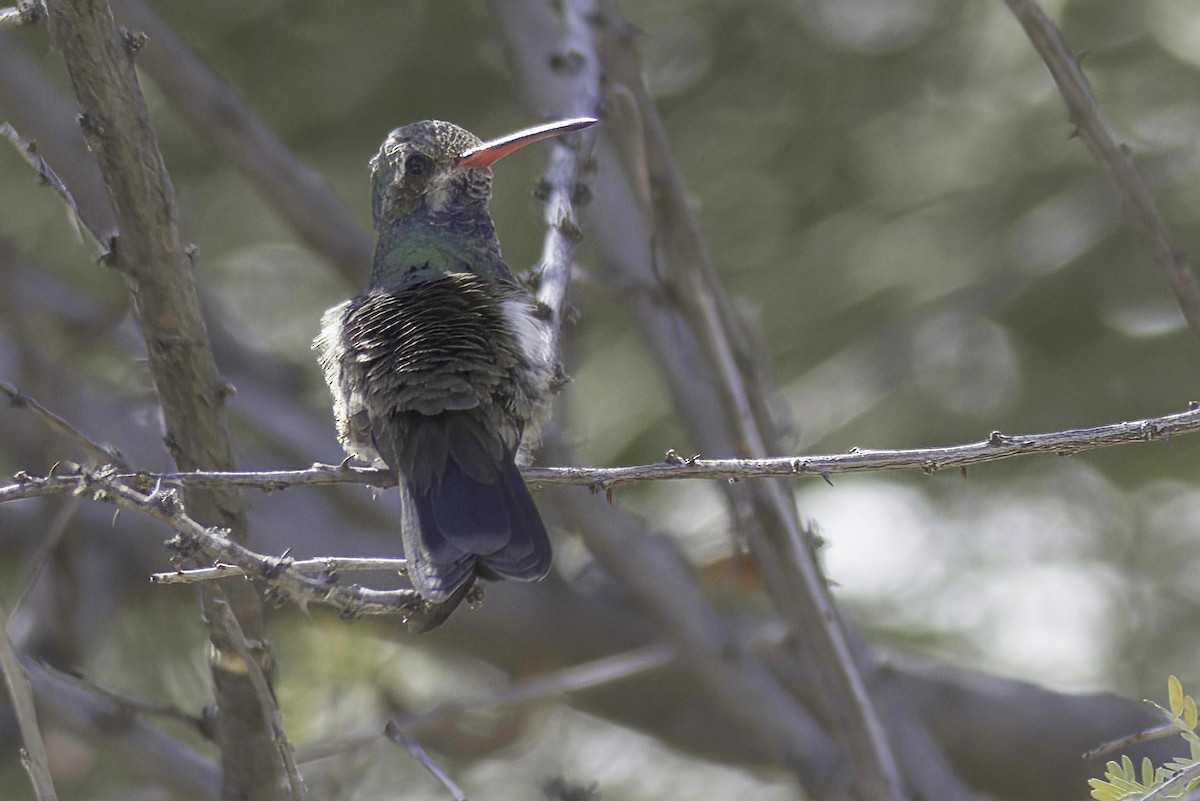 kolibřík širokozobý - ML620131265