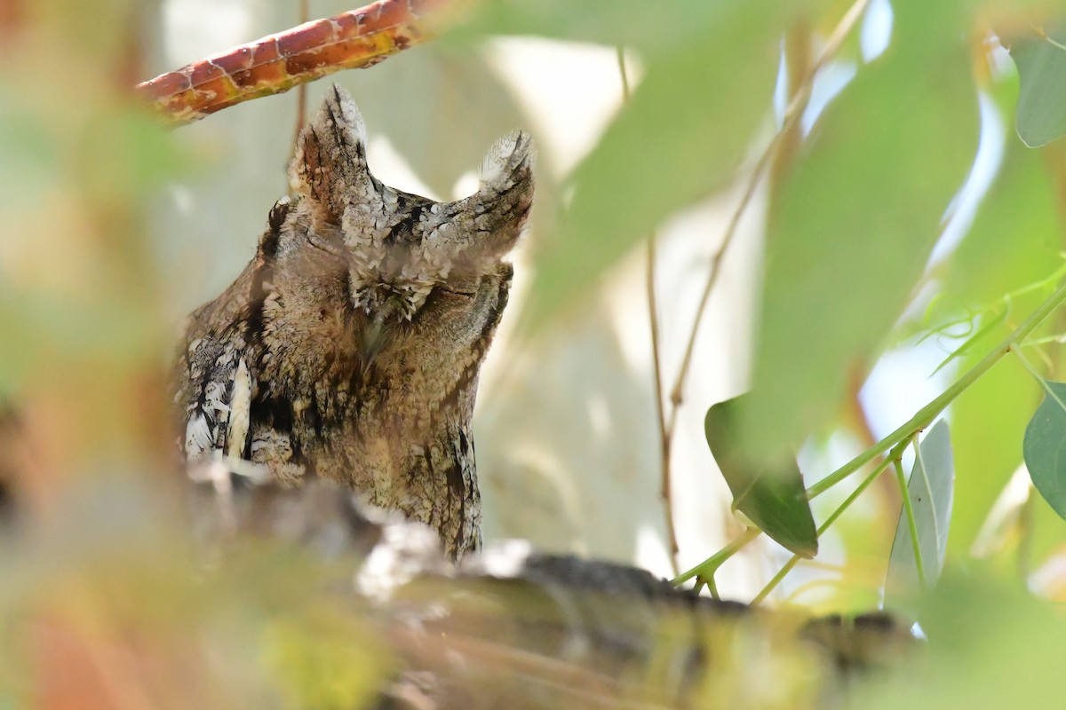 Eurasian Scops-Owl - ML620131273