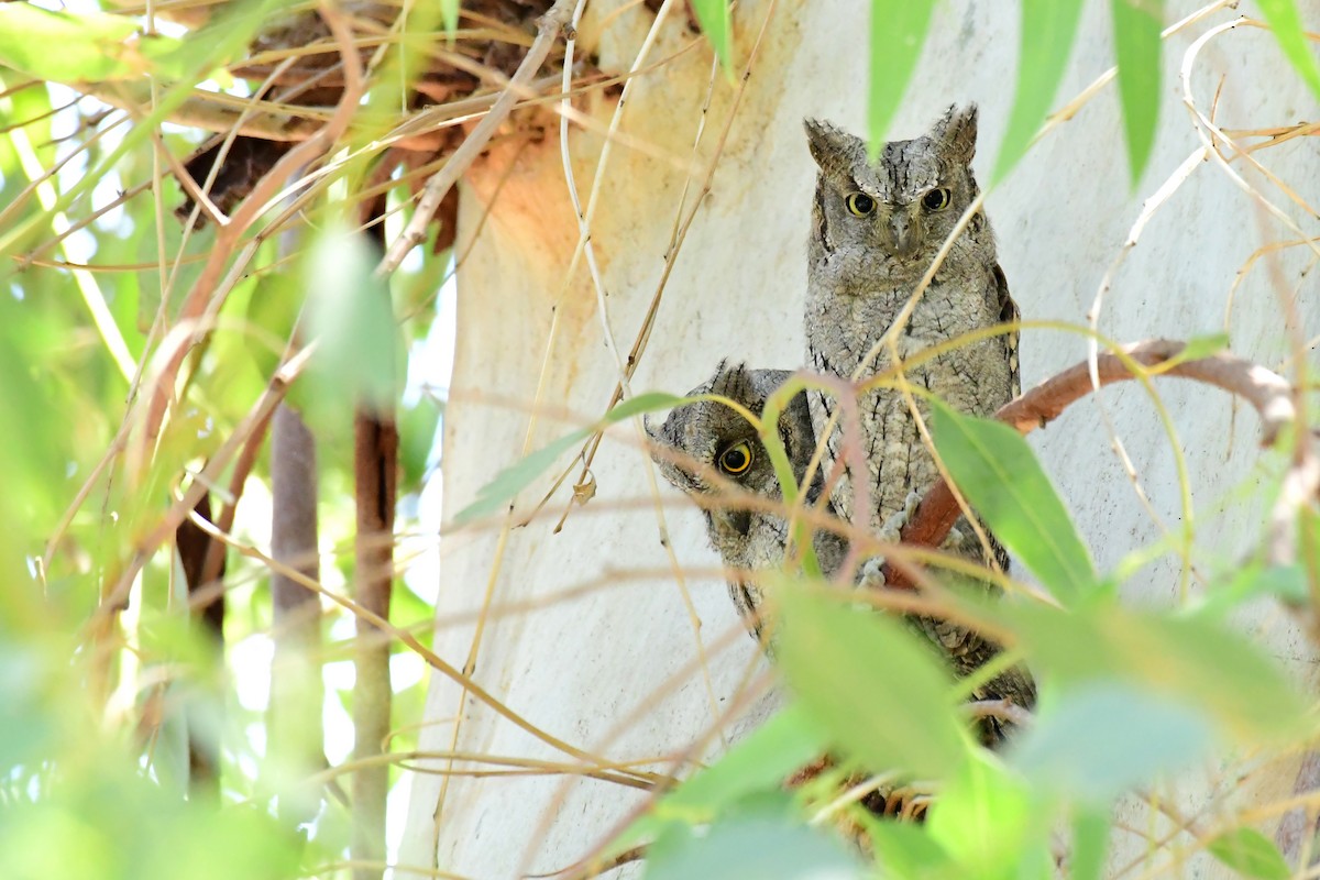 Petit-duc scops - ML620131275