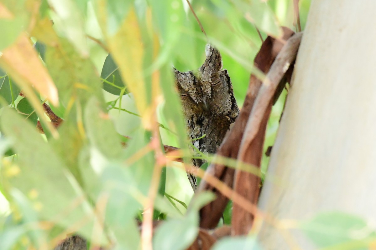 Eurasian Scops-Owl - ML620131276