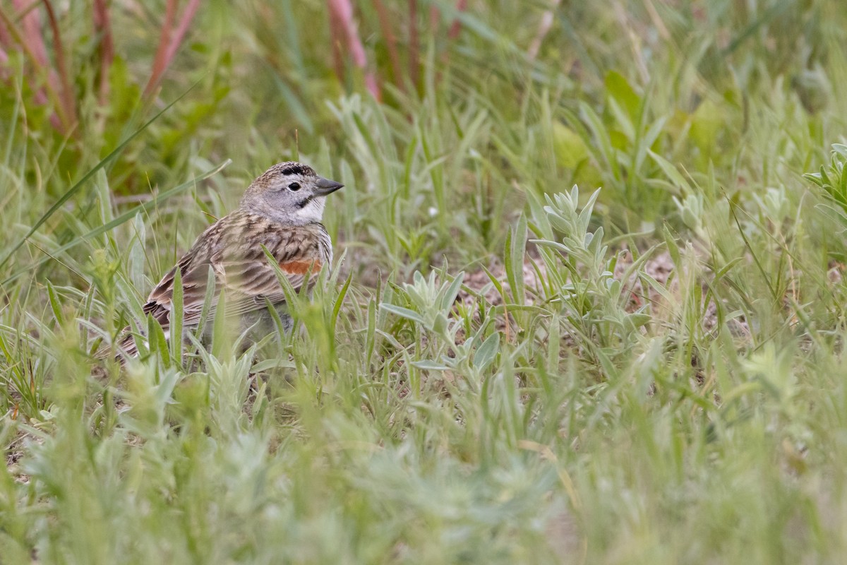 Thick-billed Longspur - ML620131283