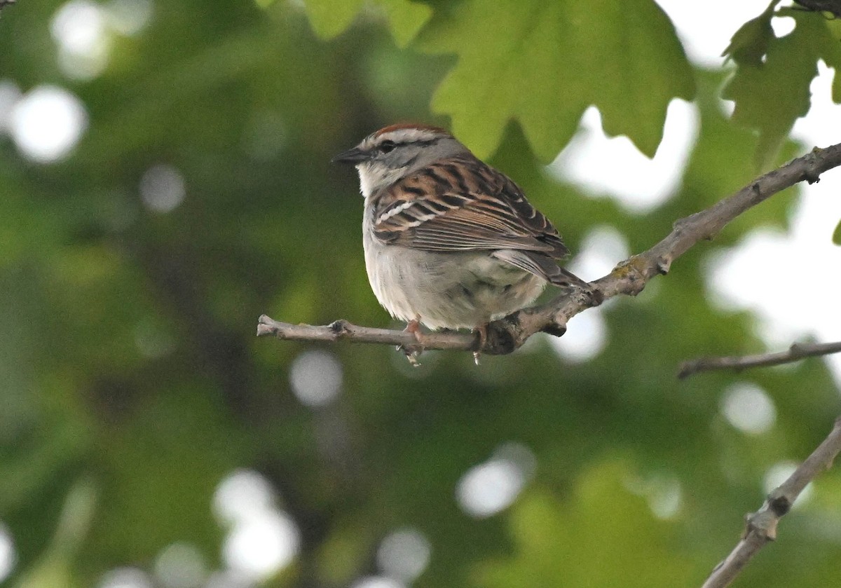 Chipping Sparrow - ML620131298