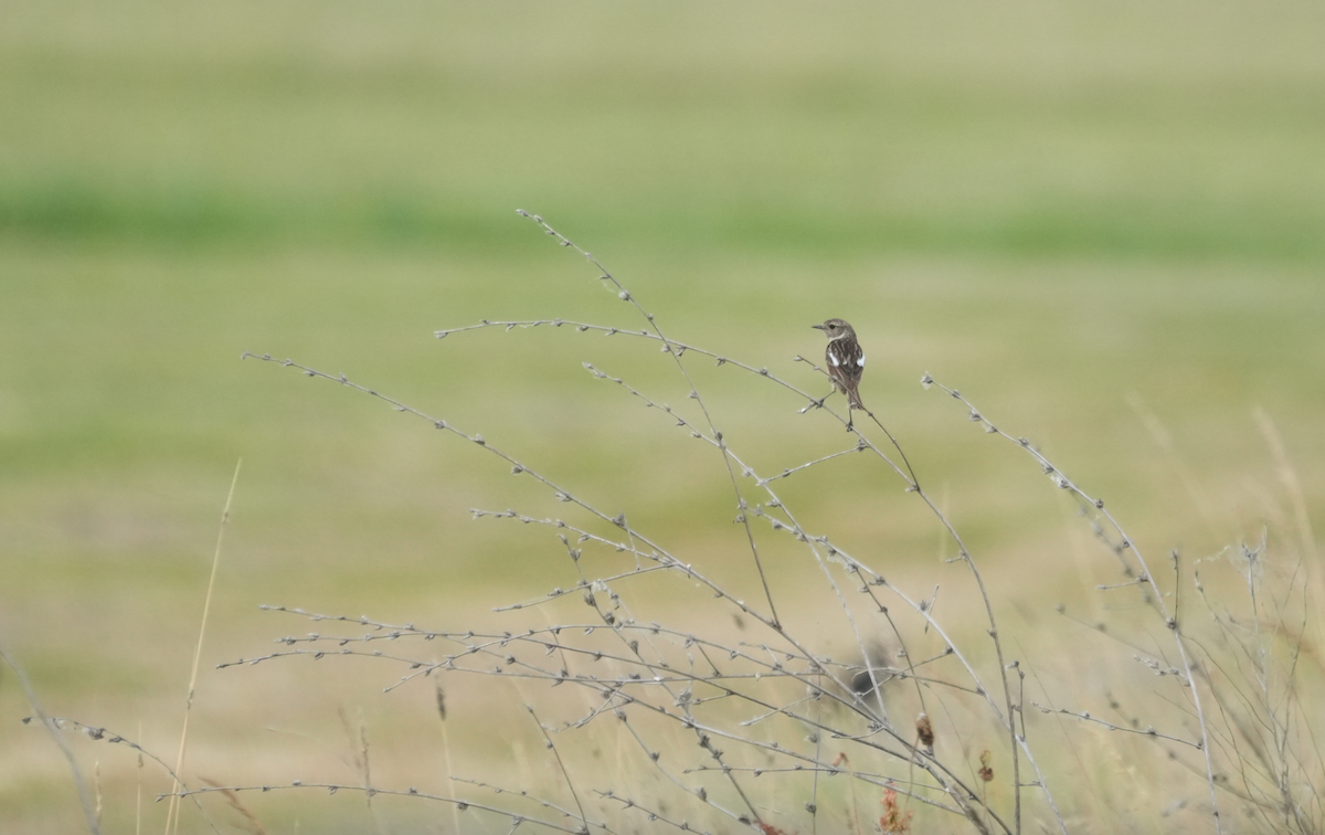 European Stonechat - ML620131300