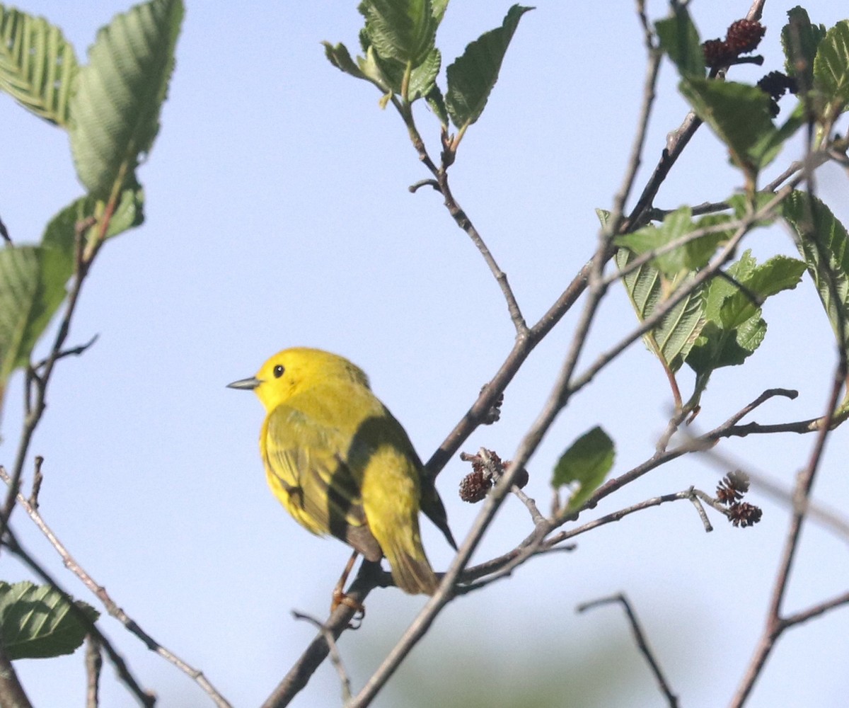 Yellow Warbler - ML620131314