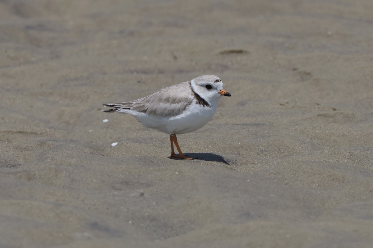 Piping Plover - ML620131315