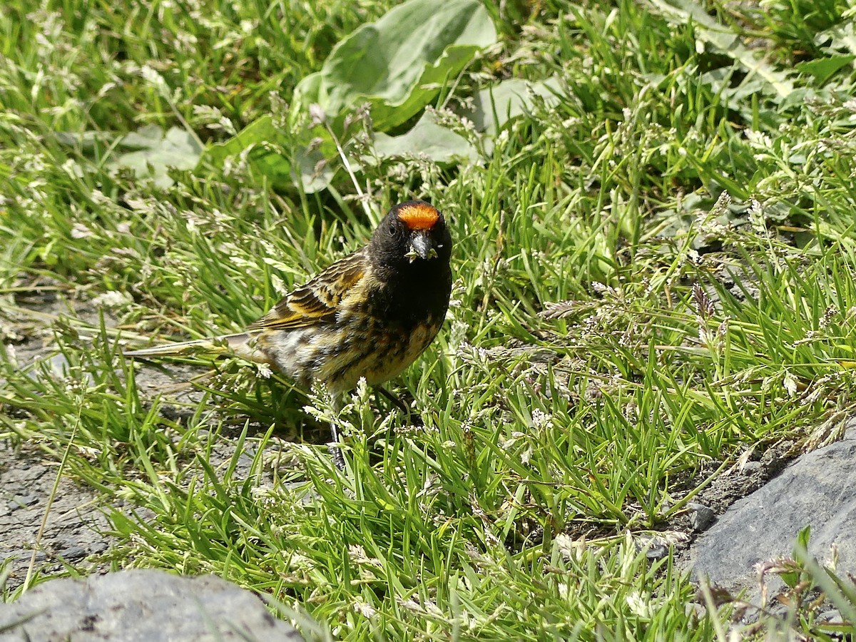 Fire-fronted Serin - ML620131317