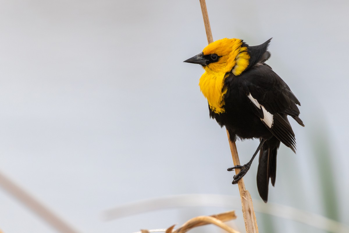 Yellow-headed Blackbird - ML620131319