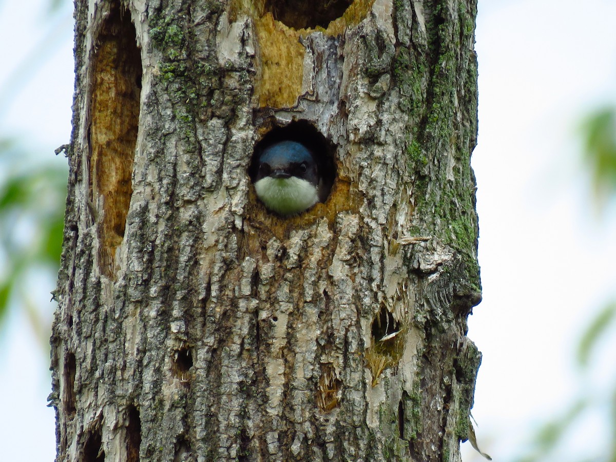 Tree Swallow - ML620131324