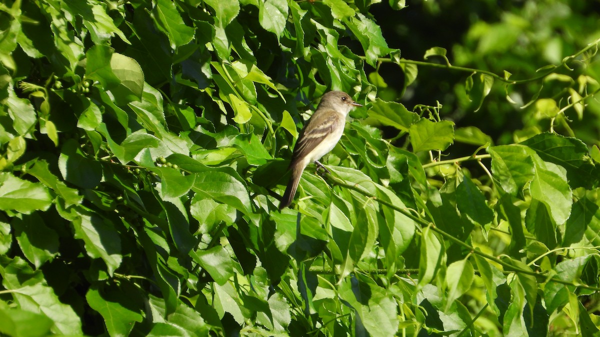 Buchenschnäppertyrann - ML620131325