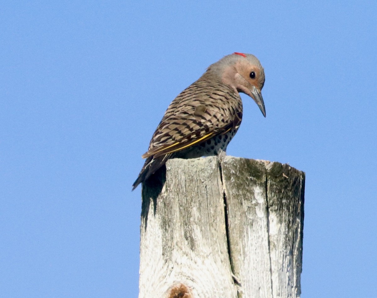 Northern Flicker - ML620131326