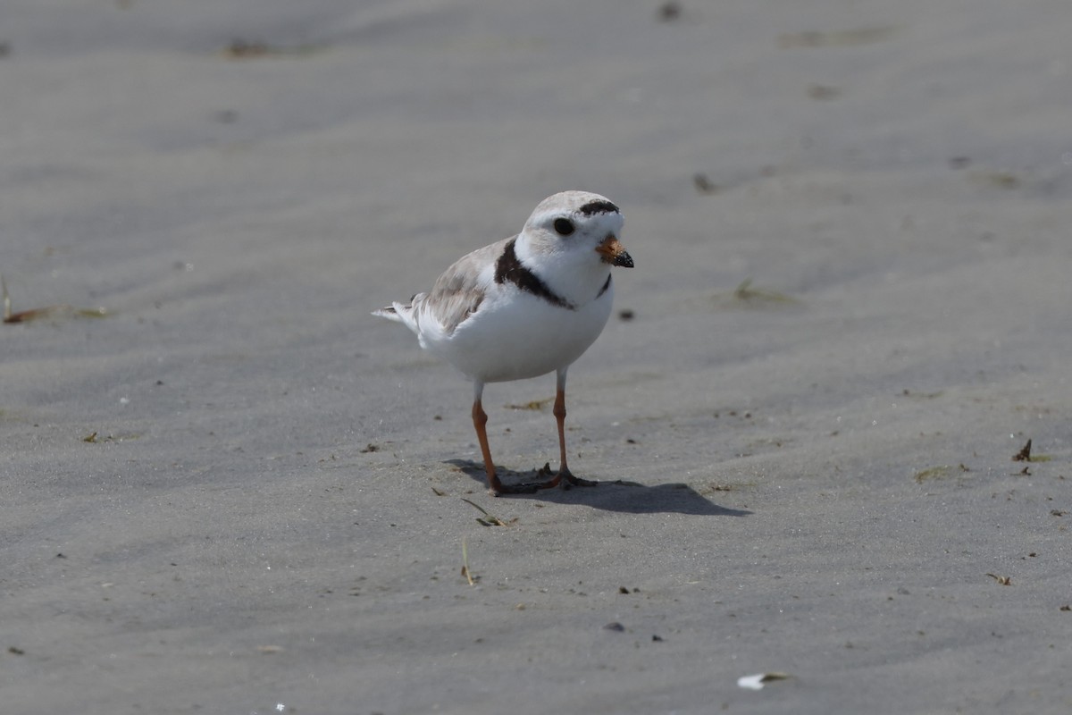 Piping Plover - ML620131327