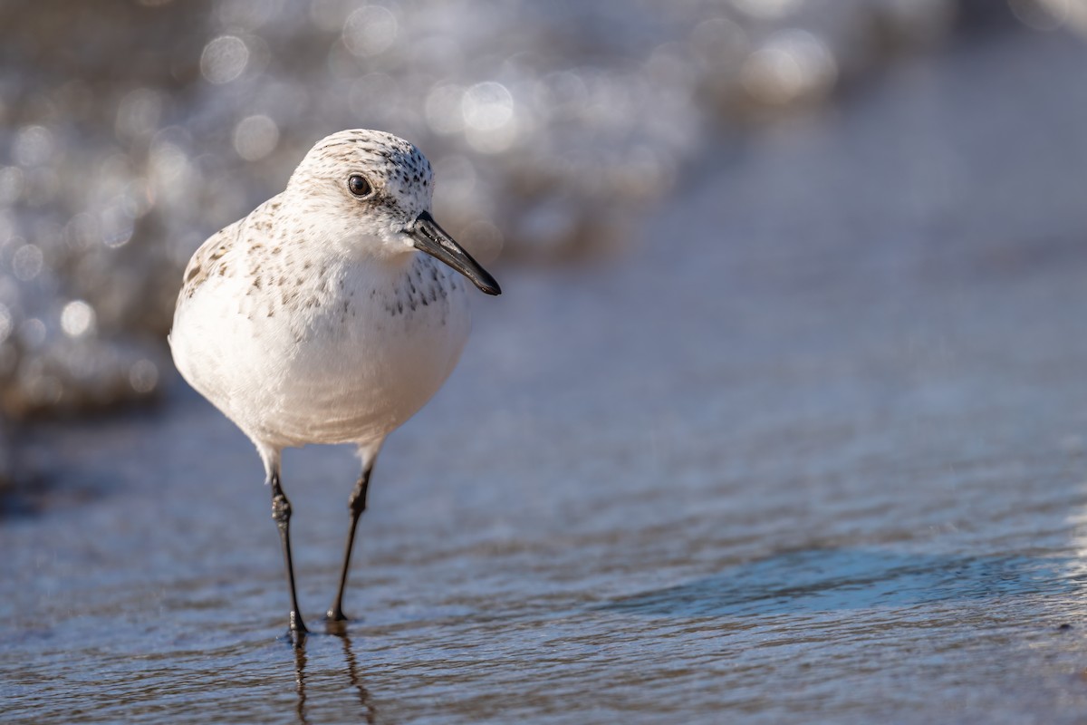 Bécasseau sanderling - ML620131328