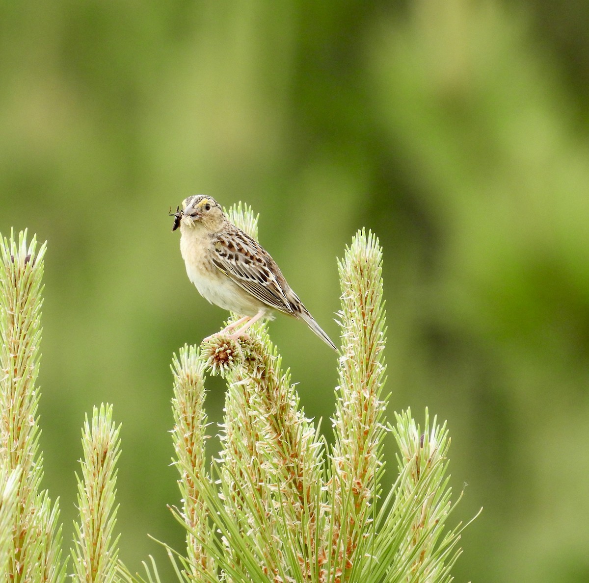 Grasshopper Sparrow - ML620131332