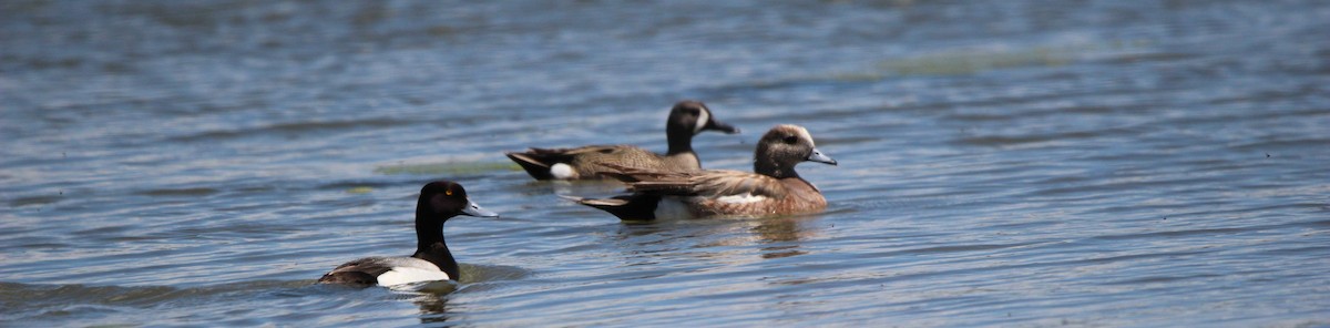 Blue-winged Teal - ML620131335