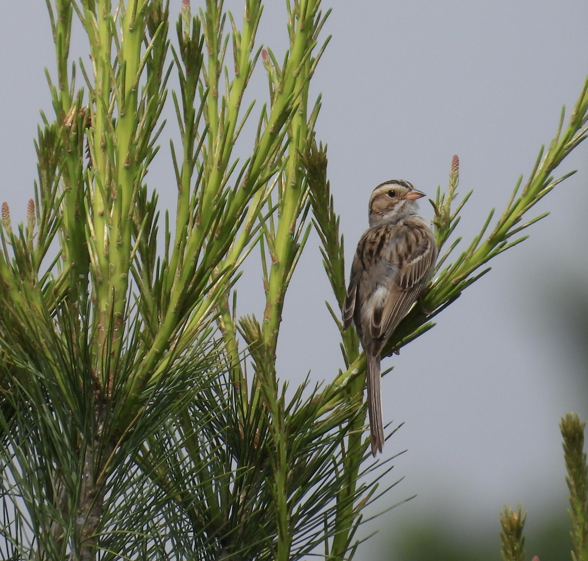 Clay-colored Sparrow - ML620131339