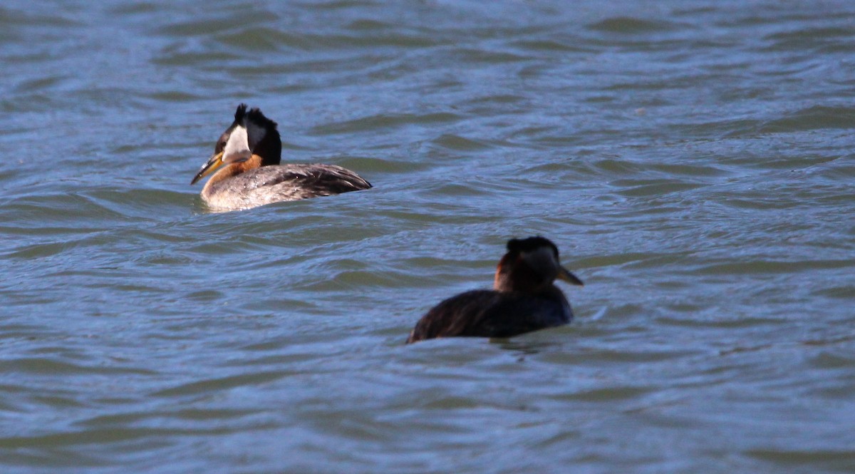 赤頸鸊鷉 - ML620131353