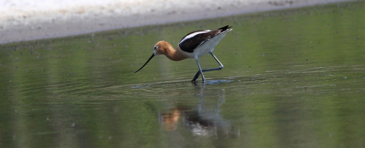 American Avocet - ML620131356