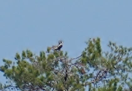 Northern Hawk Owl - ML620131357