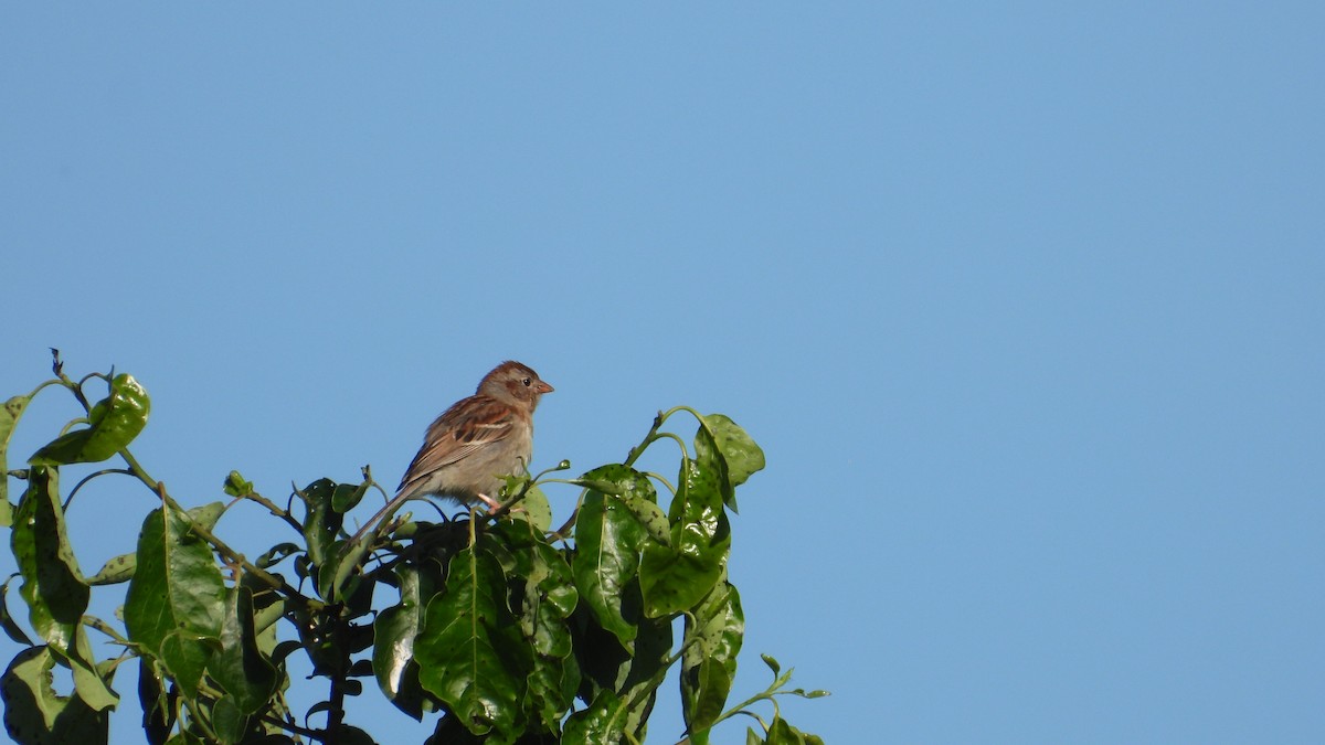 Field Sparrow - ML620131358