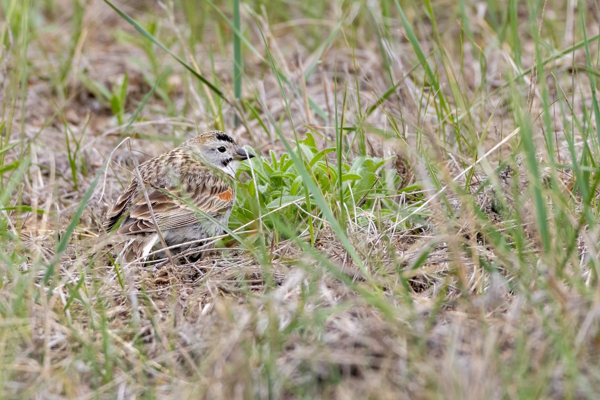 Thick-billed Longspur - ML620131361