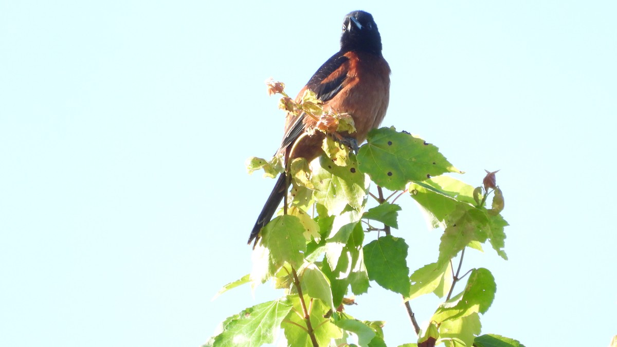Orchard Oriole - ML620131365