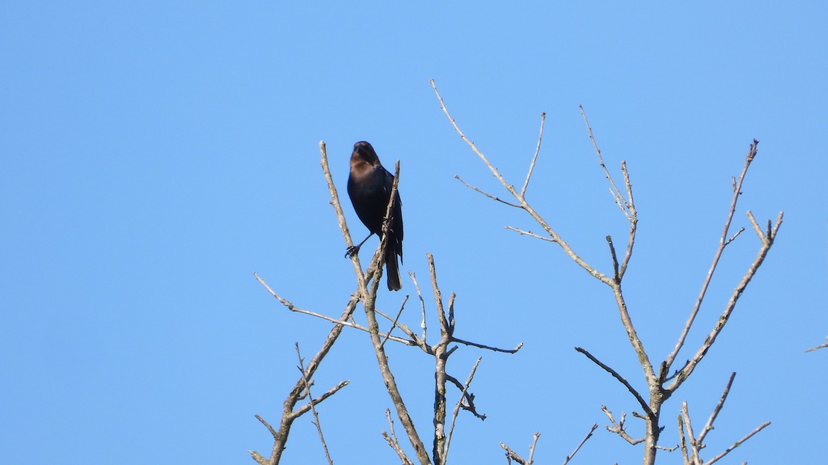 Brown-headed Cowbird - ML620131366
