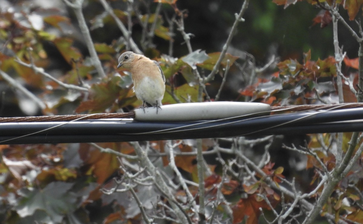 Eastern Bluebird - ML620131370