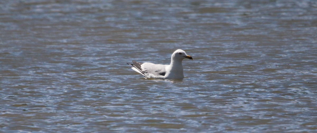 Ring-billed Gull - ML620131371