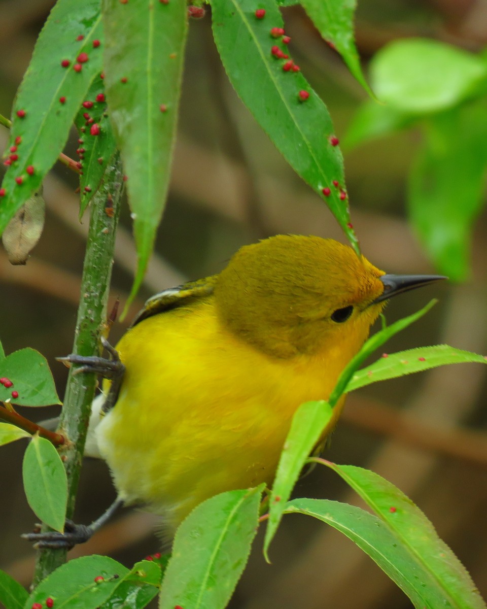 Prothonotary Warbler - ML620131372
