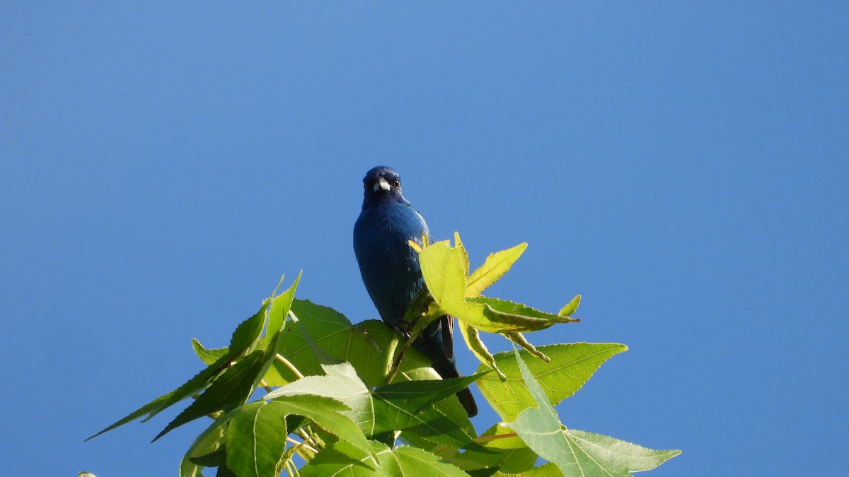 Indigo Bunting - ML620131381