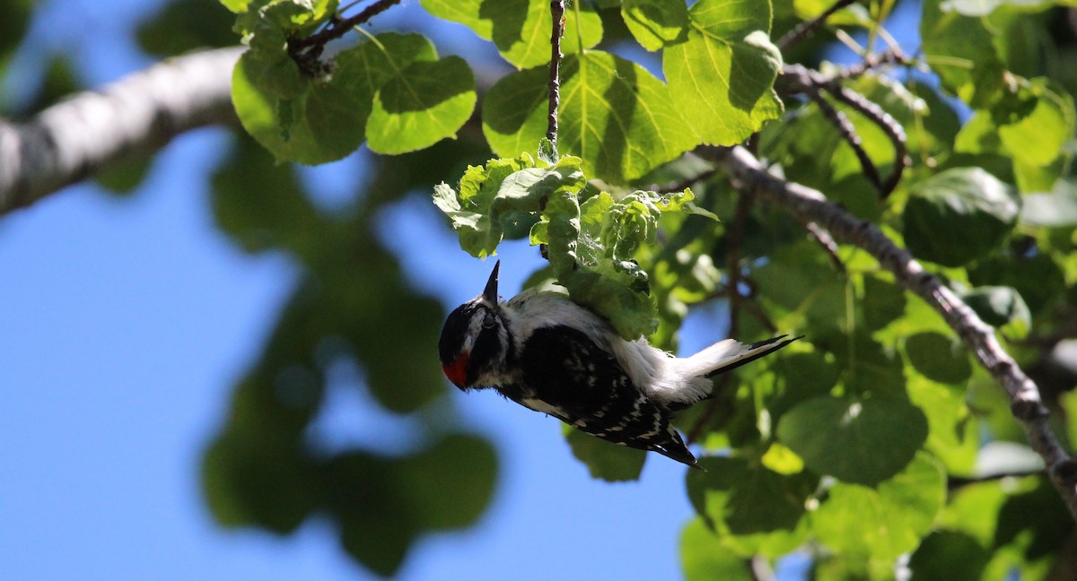 Downy Woodpecker - ML620131384