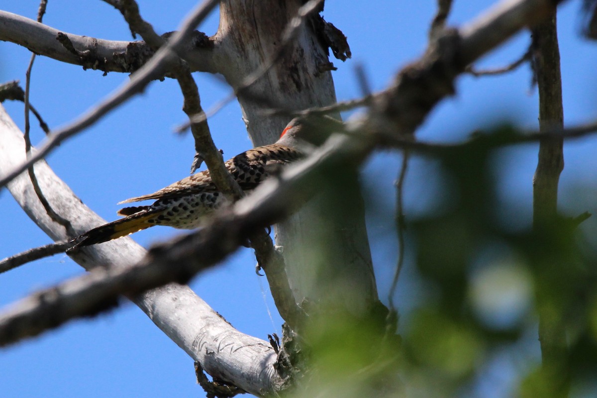 Northern Flicker - ML620131386