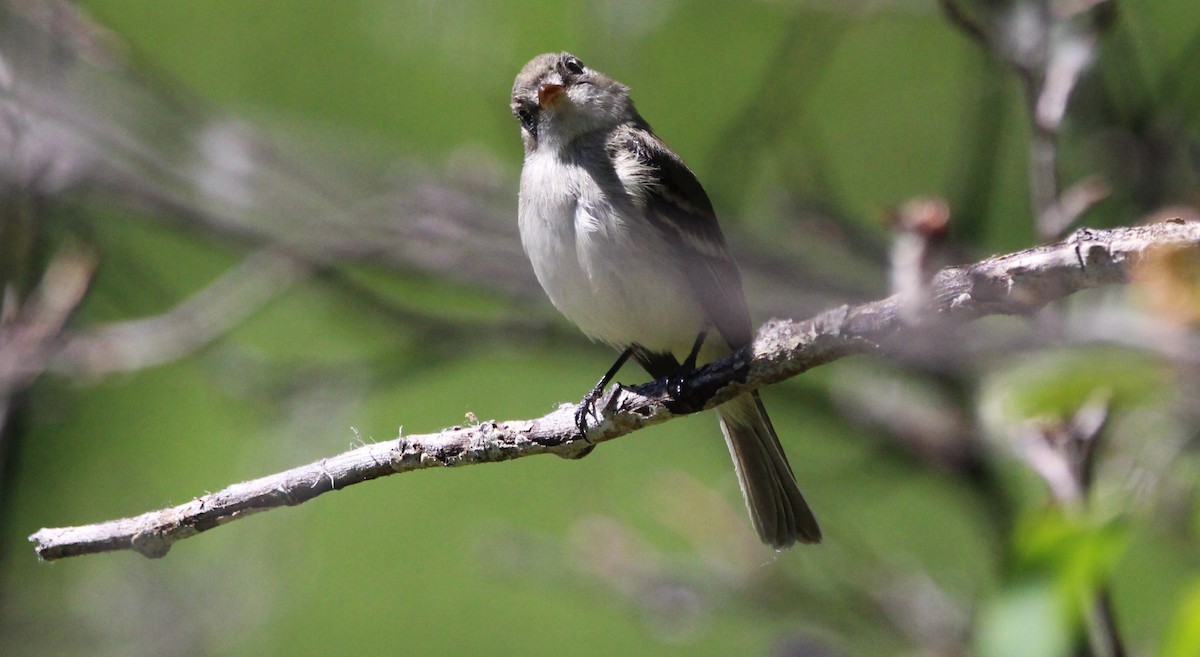 Least Flycatcher - ML620131387