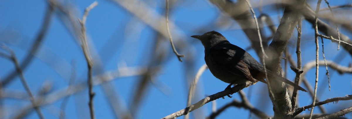 Gray Catbird - ML620131395