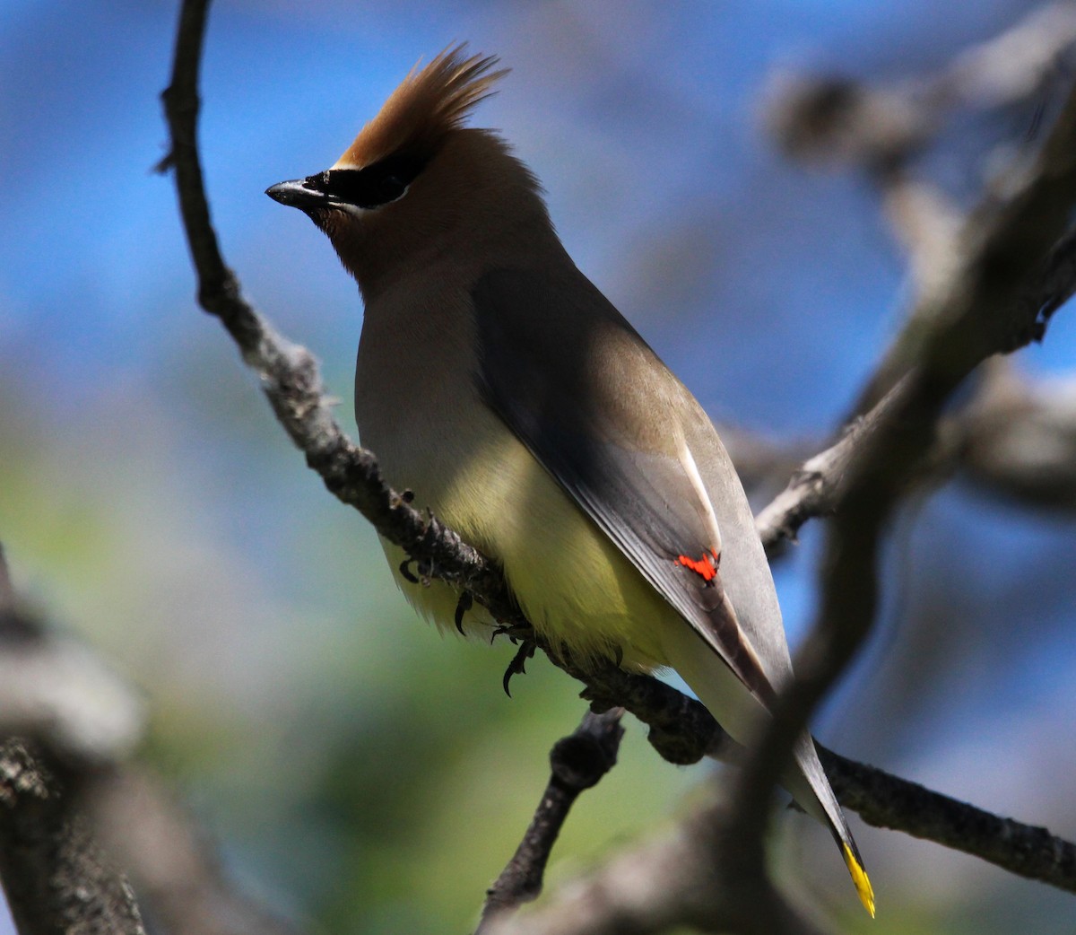 Cedar Waxwing - ML620131400