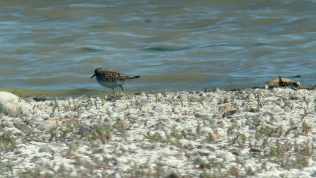 Weißbürzel-Strandläufer - ML620131405