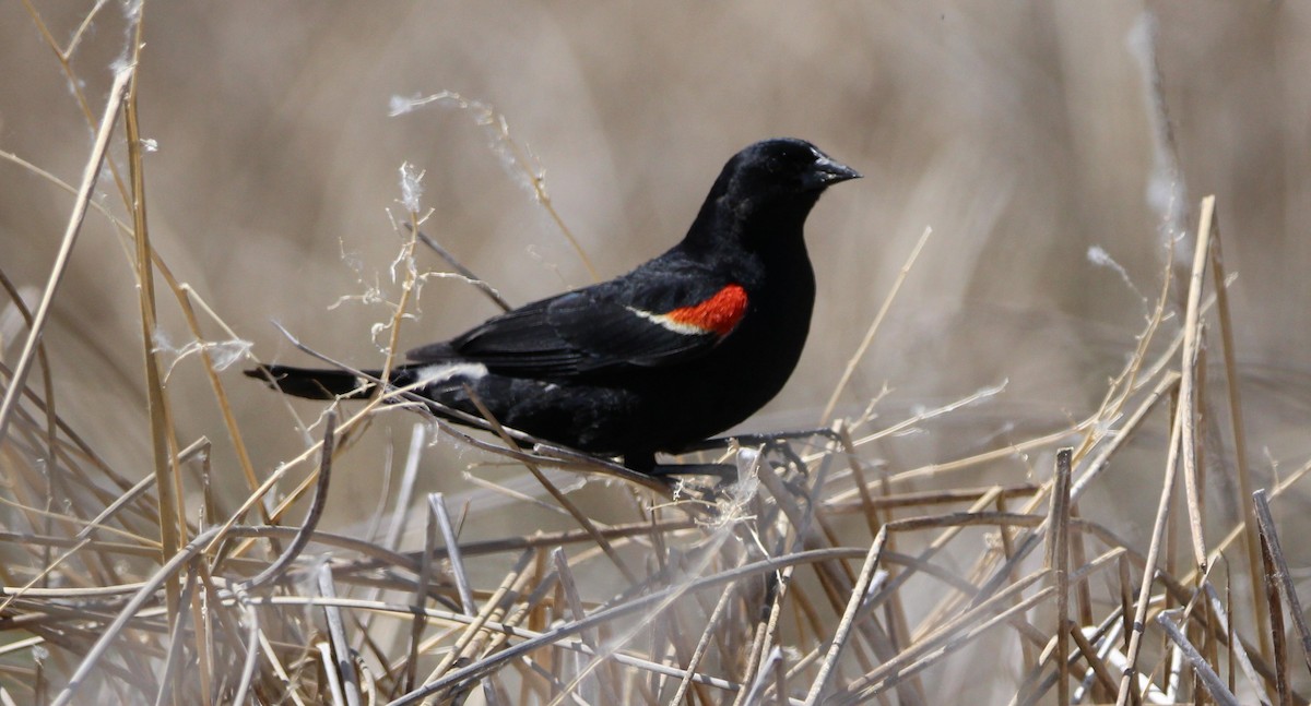 Red-winged Blackbird - ML620131407