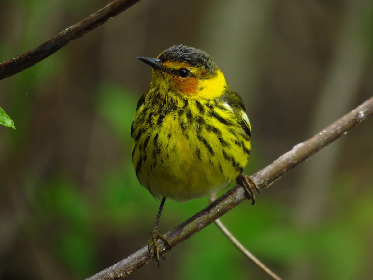 Cape May Warbler - ML620131408
