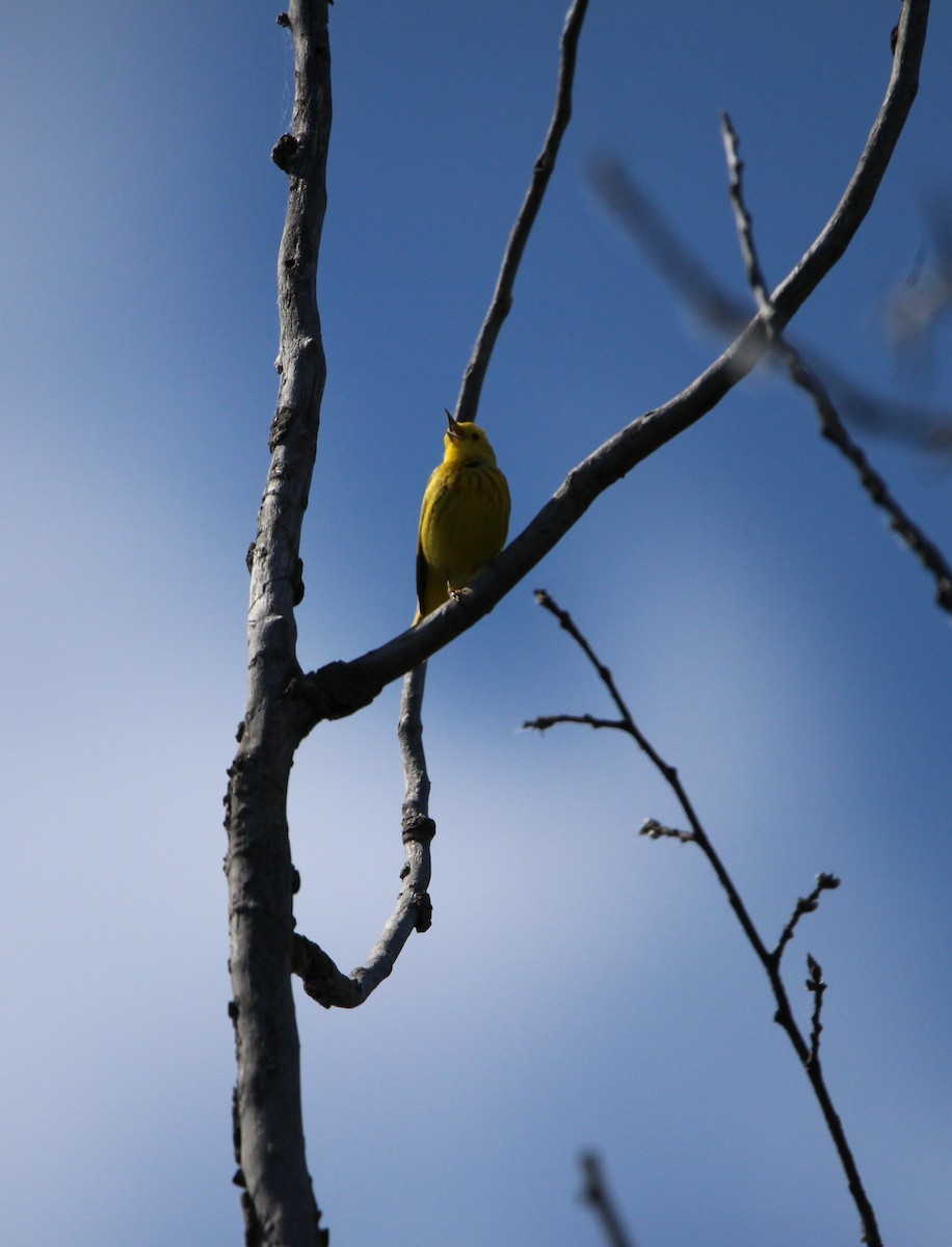 Yellow Warbler - ML620131411