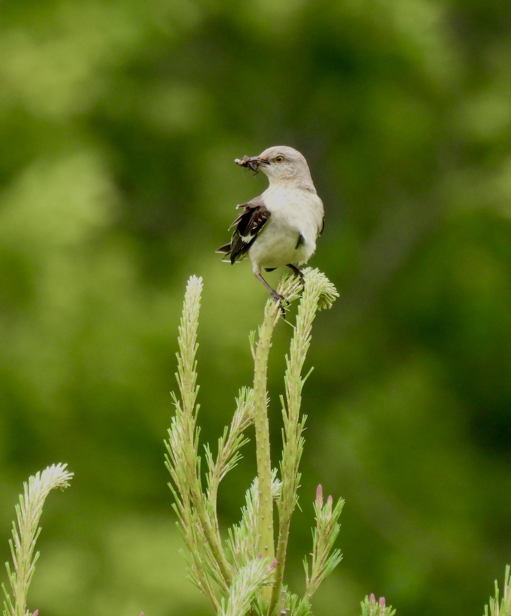 Northern Mockingbird - ML620131415