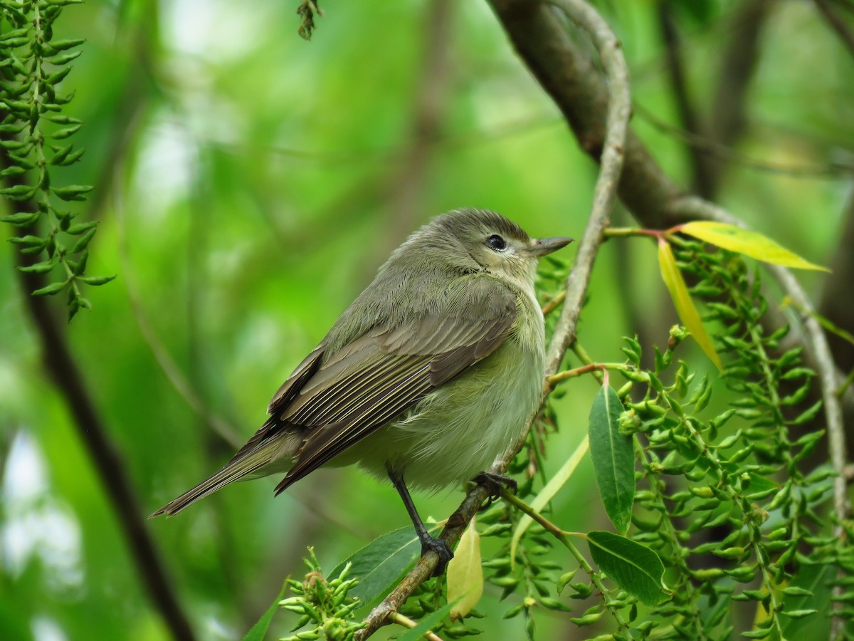 Warbling Vireo - ML620131416