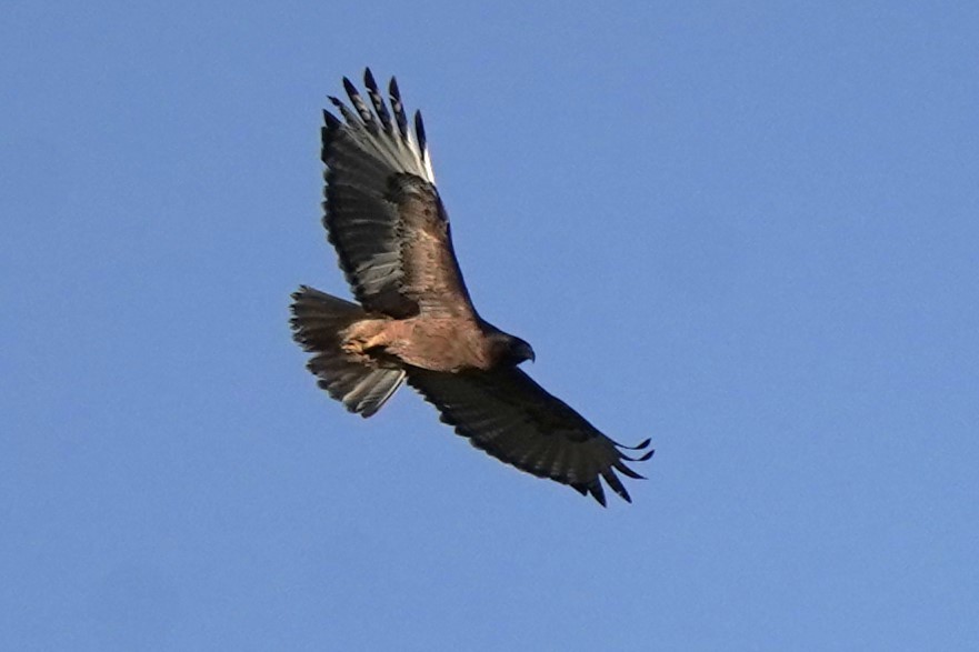 Red-tailed Hawk - ML620131425