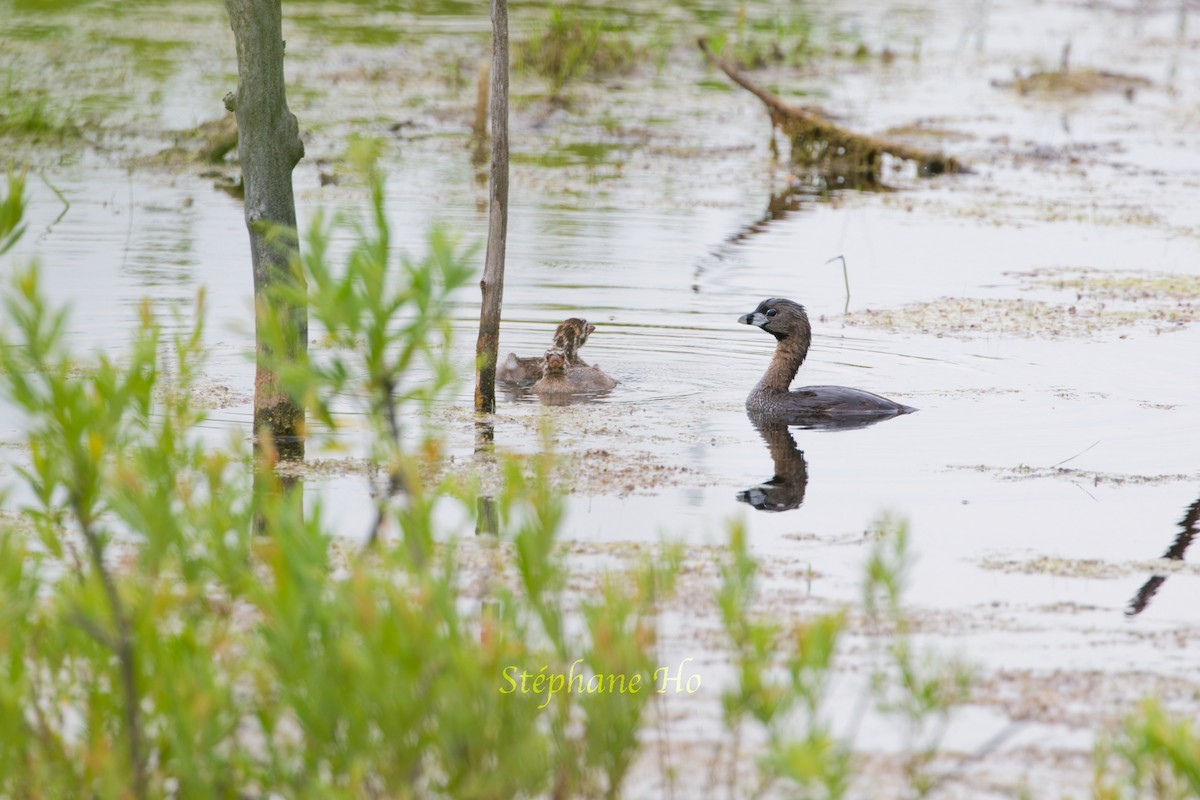 Pied-billed Grebe - ML620131431