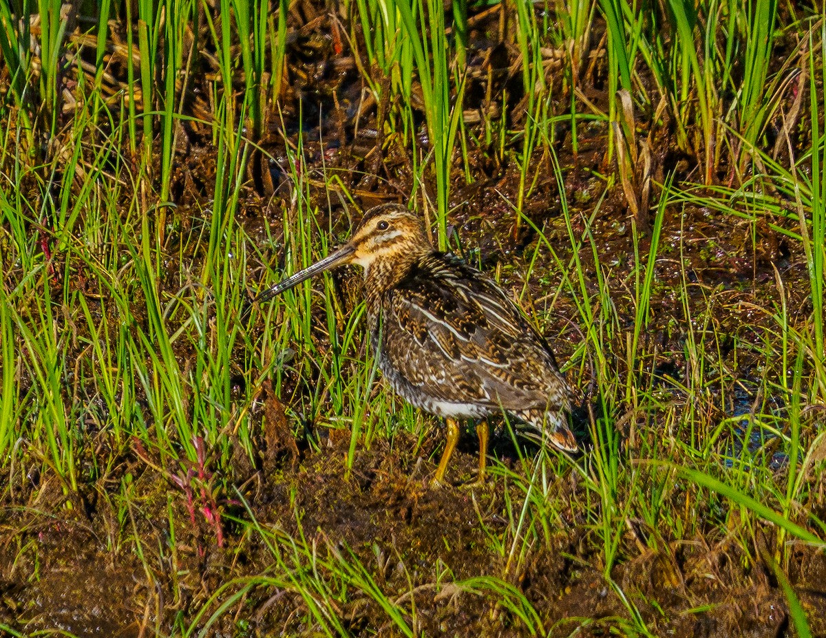 Wilson's Snipe - ML620131436