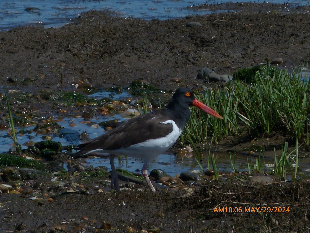 American Oystercatcher - ML620131437