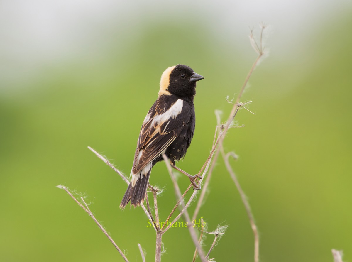 bobolink - ML620131438