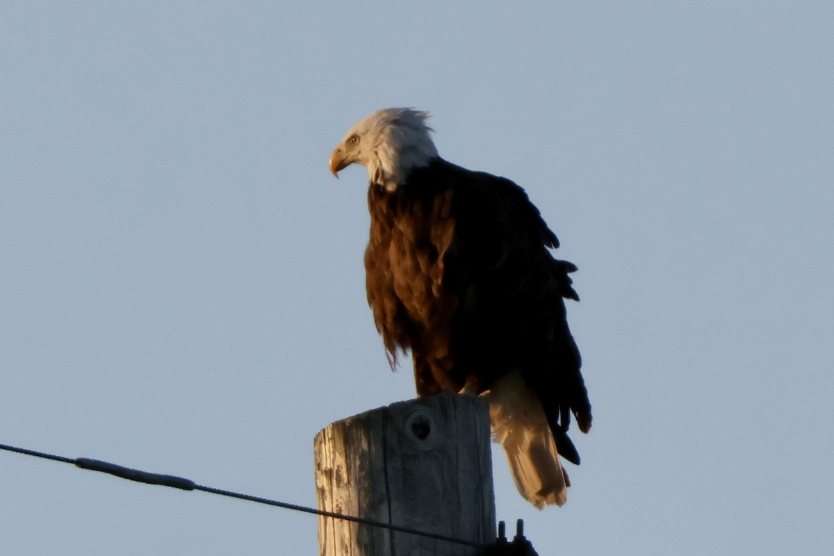 Weißkopf-Seeadler - ML620131442