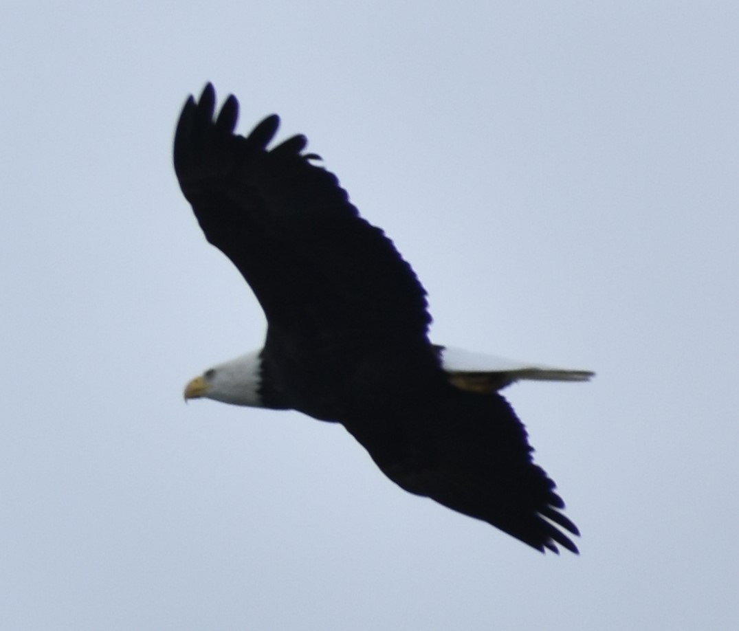 Weißkopf-Seeadler - ML620131471