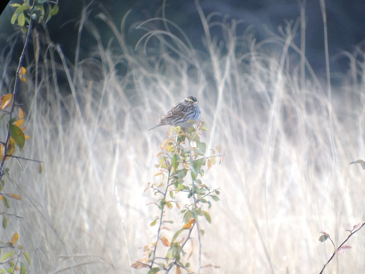 Savannah Sparrow - ML620131476